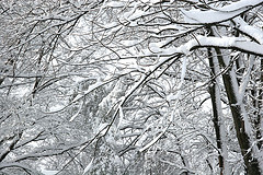 Ice and snow on trees